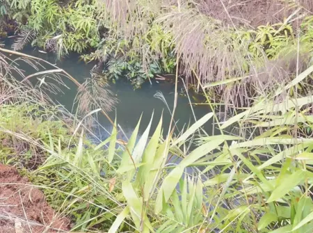 🌳 1ha rẫy cà phê mặt tiền Hồ Chí Minh