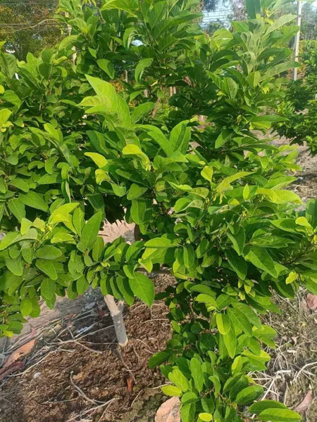 Cho thuê hoặc bán , vườn mãng cầu