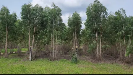 Chính Chủ Bán 2,263m2 Đất Bạch Đàn Tại Đường số 24, Xã Tân Xuân, Huyện Hàm Tân