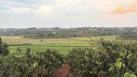 🌳 1sào Ia Kênh, Pleiku view ruộng trên cao