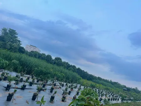 Đất Đẹp - Giá Tốt - Chính Chủ Cần Bán 2 Công Đất Vườn Tại Lấp Vò, Đồng Tháp