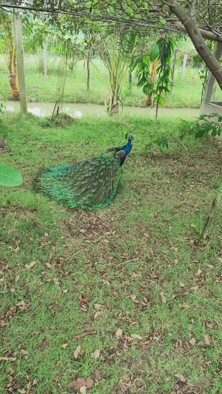 Đất vườn thổ cư