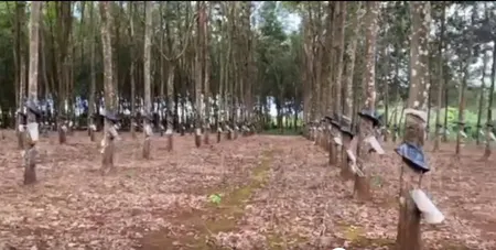 Cần Bán 02 Lô Đất Đỏ Bazan Chính Chủ Tại Ia Bòong, Huyện Chư Prông, Gia Lai