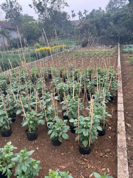 Bán Đất 142,5m2 tại Xã Ba Trại, Ba Vì, Hà Nội, 1,75 tỷ