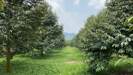 8.4 héc-ta sầu riêng đã vào thu hoạch Lâm Đồng giáp Đồng Nai 24.5tỷ.