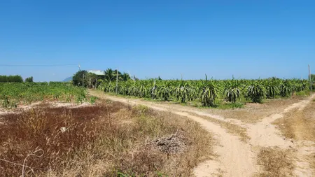 Bán hơn 1 hecta đất Tân Tiến - TX LaGi giá đầu tư 250tr/ sào sổ hồng riêng