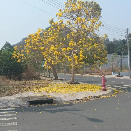 💥cần bán lô đất E 20,21 ngay dự án đại phúc giá thấp hơn thị trường