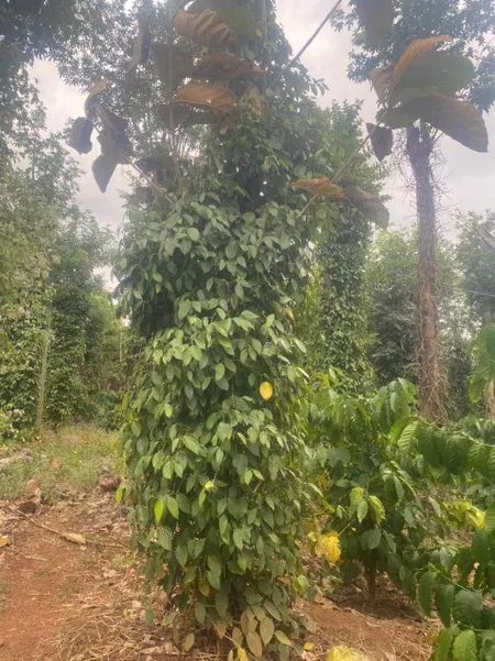 Bán đất rẫy EaKueh-CuMgar