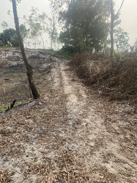 Đất rừng giá rẽ