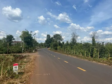 Đất trồng cây lâu năm