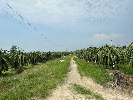Bán 1000m2 đất ONT Tân Tiên - TX LaGi gần Biển Tam Tân gái rẻ 1.2 tỷ