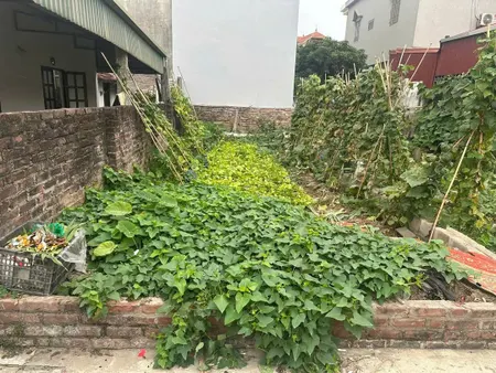 BÁN ĐẤT ĐÔNG MỸ, THANH TRÌ 62.5 4.1 4.85 TỶ