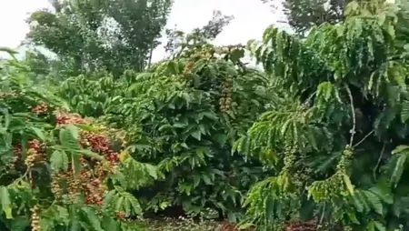 CHÍNH CHỦ CẦN BÁN ĐẤT TẠI XÃ LIÊN HÀ- HUYỆN LÂM HÀ- TỈNH LÂM ĐỒNG