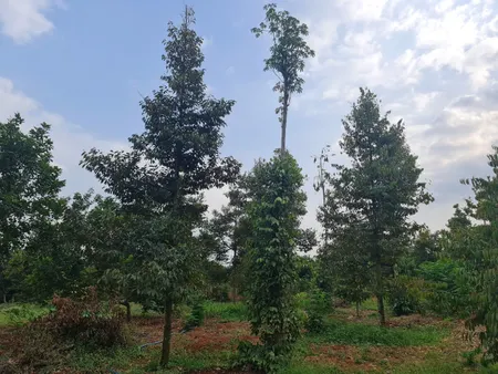 Bán đất 1 mẫu đất đường Xuân Tâm Trảng Táo Xã Xuân Tâm giá 9,5 tỷ