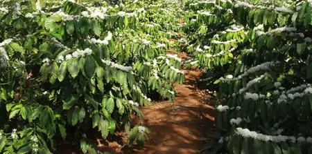 💥 1,2ha rẫy cà phê kinh doanh hẻm Nguyễn Kiệm