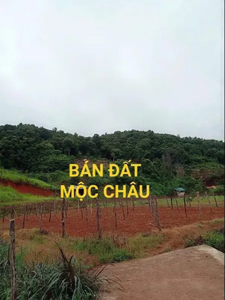 BÁN ĐẤT NGHỈ DƯỠNG, HOMESTAY TẠI  MỘC CHÂU – VỊ TRÍ VÀNG, GIÁ SIÊU TỐT! CHỈ 1,5tr/m2