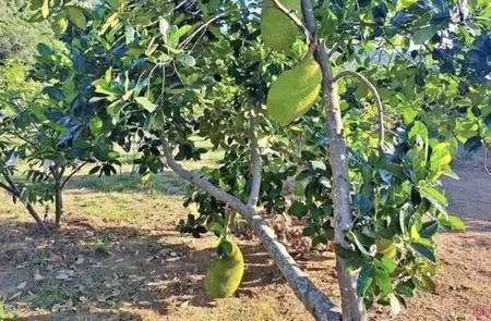 Vườn mít ở Bình Dương