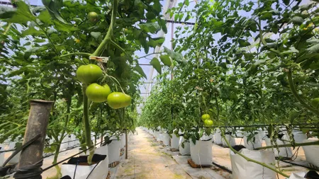 Bán 5600m² Đất Đang Trồng Cà Chua Công Nghệ