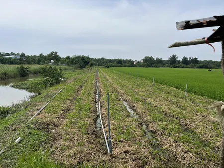200tr b.á.n 1000m2 đất cách TL864 chỉ 50m, Tân Thành, Gò Công Đông, Tiền Giang.