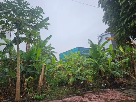 Cần bán đất khu phía Tây cầu Phú Lương, Phường Nhị Châu, TP Hải Dương.