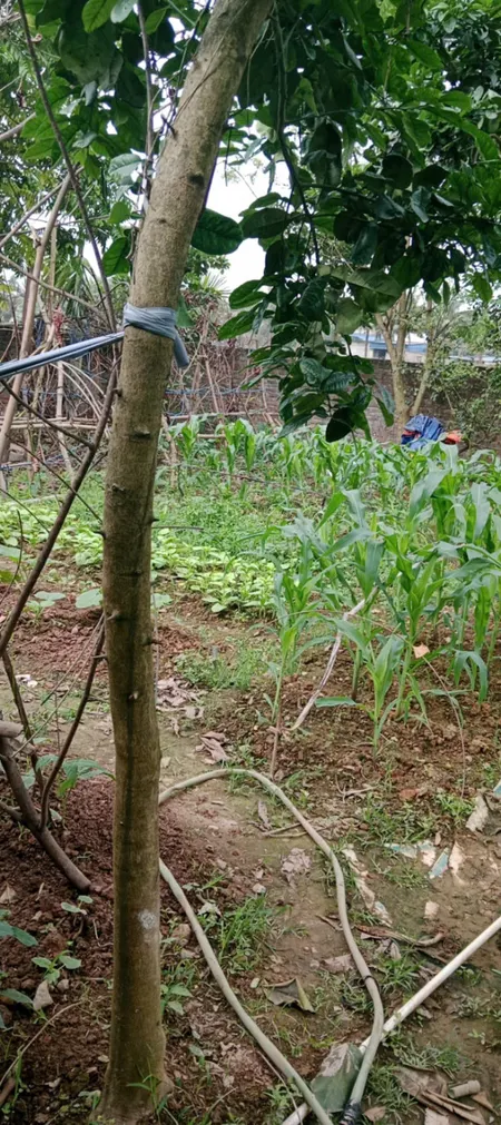 VIÊM KHÊ - HỢP TIẾN - MỸ ĐỨC - HÀ NỘI
