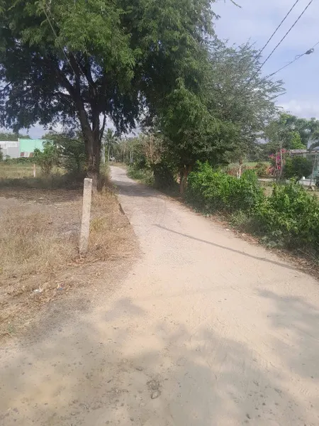 Bán đất xào kèm thổ