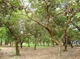 bán đất hai mặt tiền, cao tốc Long Thành Dầu Giây