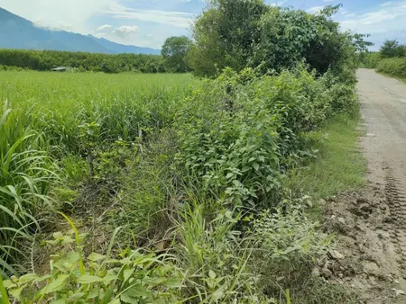 E bán 2325m đất trồng cây thôn 5 diên đông diên khánh khanh hoa
