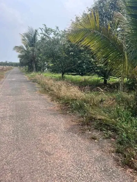 Vườn Bưởi Dầu Tiếng-Bình Dương
