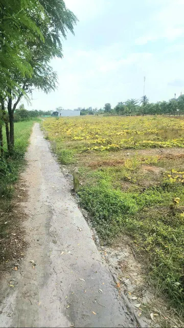 đất rẻ 185 triệu có ngay lô đất thổ (5x33) tại Tân Xuân, Phước Trung, Gò Công Đông, TG