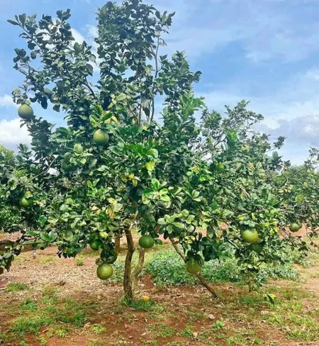 vườn bưởi ở Dầu Tiếng-BD