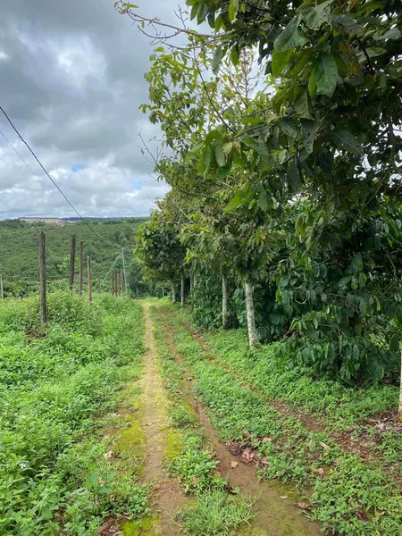 💥 3,2ha rẫy cà phê, sầu riêng Pleiku