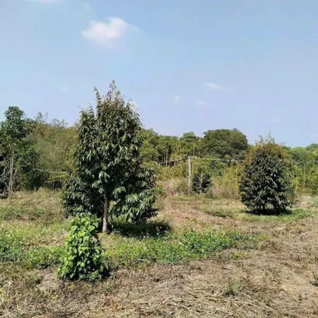Cần bán gấp vườn sầu riêng H. Hớn Quản, Bình Phước, 4000m2, thổ cư 100m2
