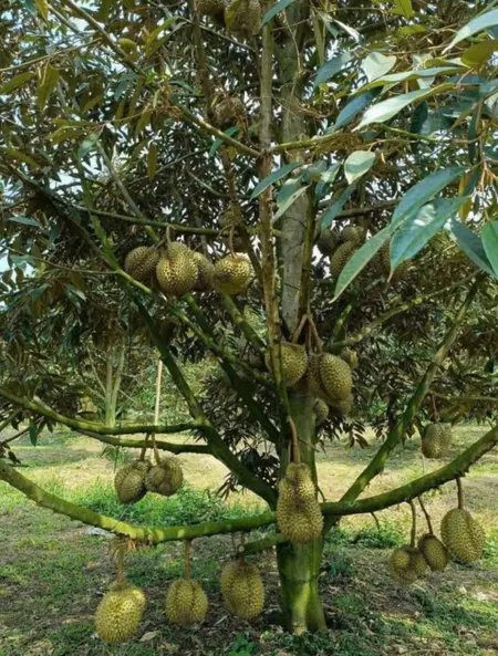 Cần bán nhanh miếng vườn sầu riêng  ở Bình Phước.