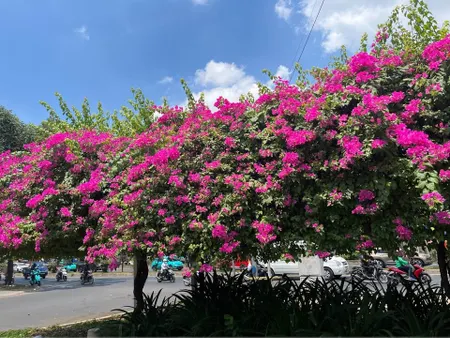 📣📣GẤP GẤP! CHỦ GIẢM TIẾP(TỔNG GIẢM 1 tỷ) - 🌼🌹KHÁCH SẠN 5 TẦNG - MẶT TIỀN TRẦN THỊ CỜ