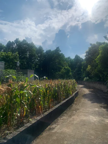Bán đất 7815m² 7 tỷ, cách tt Sơn Dương 1,2km