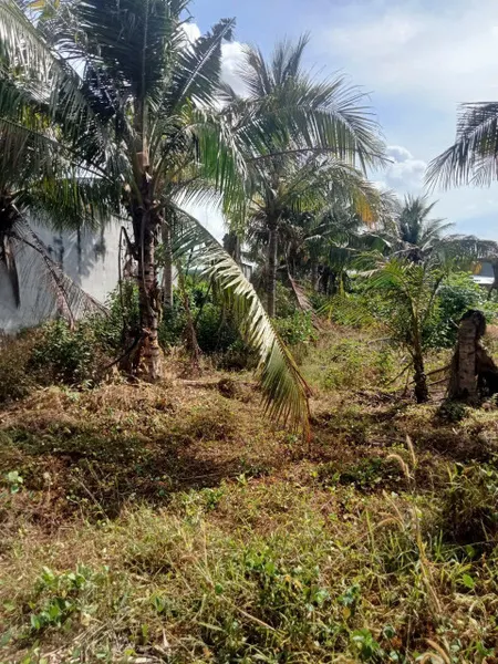 🏡 CẦN BÁN LÔ ĐẤT BIỆT THỰ 420m² TẠI XÃ TAM AN – LONG ĐẤT – BÀ RỊA VŨNG TÀU GIÁ CHỈ 1.65 TỶ