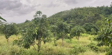 BÁN LÔ ĐẤT THÔN TÂY NAM, XÃ SÔNG CẦU, HUYỆN KHÁNH VĨNH, KHÁNH HOÀ.