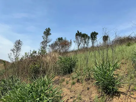 Cần bán 5000m2 đất ôm mặt tiền đường nhựa thế dương view đồi siêu đẹp.