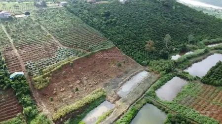 Đất phong thủy tốt, view săn mây, sẵn nông sản cà phê, sầu riêng 9T, gần sân bay QT Liên Khương