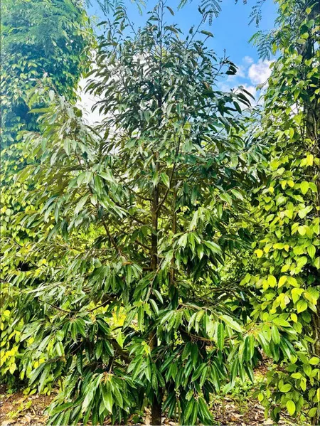 Bán đất 547.8m² 159 triệu tại Xã Phú Xuân Huyện Krông Năng