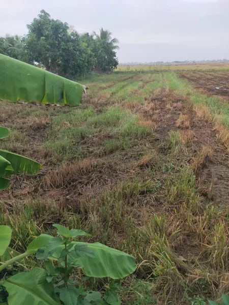 Cần bán ai mua gọi chính chủ