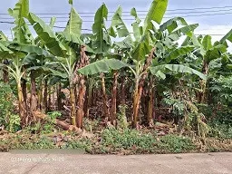 Cần bán lô đất sào Phú Vinh 29 x 40 = 1000m2 đất như hình