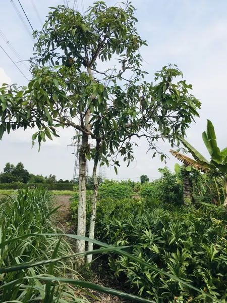Bán đất 7654.4m² ngang 32m giá 38.3 tỷ tại Xã Trung An Huyện Củ Chi
