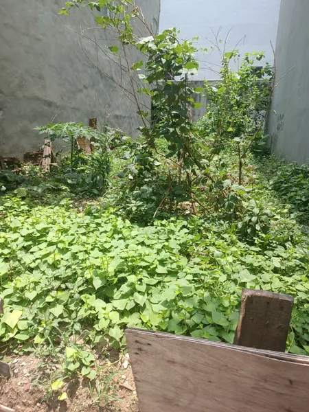 Bán đất Phú Diễn, Bắc Từ Liêm, 80m2, mặt tiền 5.3m, giá 20 tỷ