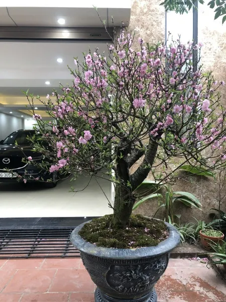 Bán nhà Võ Thị Sáu dt 90m2, 3t, mt 7m, ô tô tránh kinh doanh.