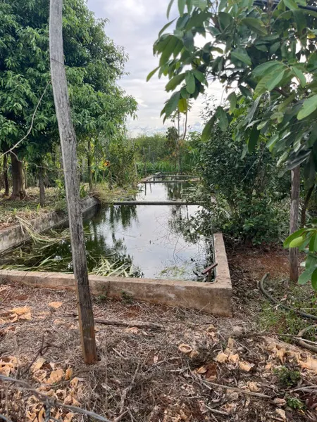 🌳 4,2ha rẫy cà phê kinh doanh