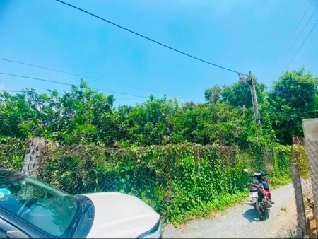 Bán Vườn Bưởi Tân Triều Đag Thu Hoạch,Đường Ô tô Có 300Thổ cư