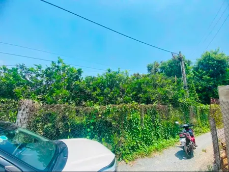 Bán Vườn Bưởi Tân Triều Đag Thu Hoạch,Đường Ô tô Có 300Thổ cưZ