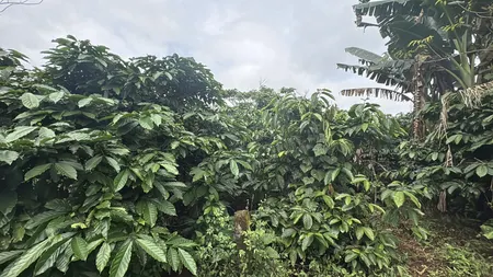 💥 4ha đất trống Ia Hrung gần ngã tư Hồ Chí Minh